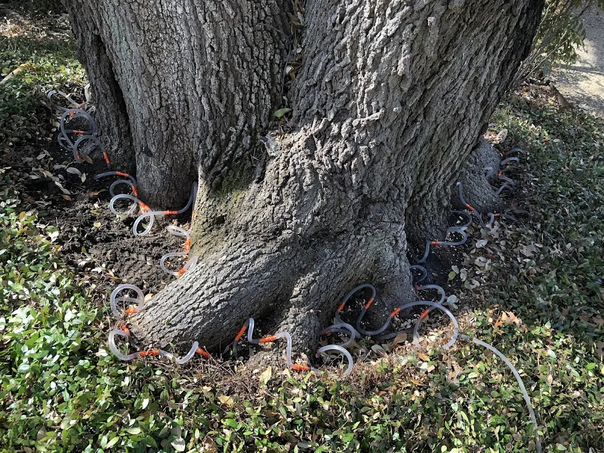 Detailed Tree Cabling and Bracing job site in De Leon Springs